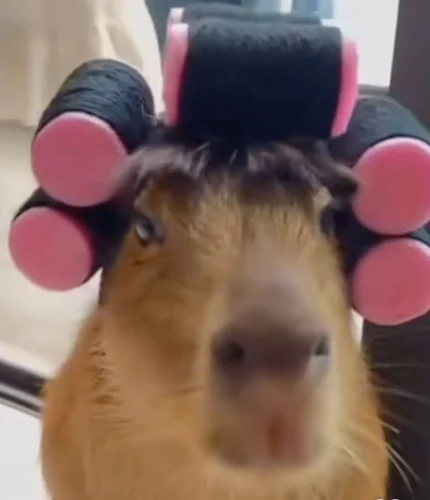 Meme capybara 16