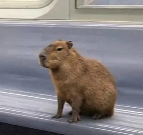 Meme capybara 21