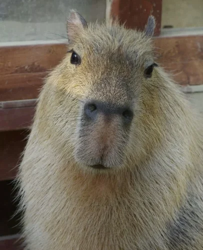 Meme capybara 24