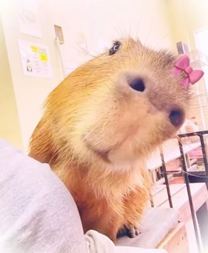 Meme capybara 28