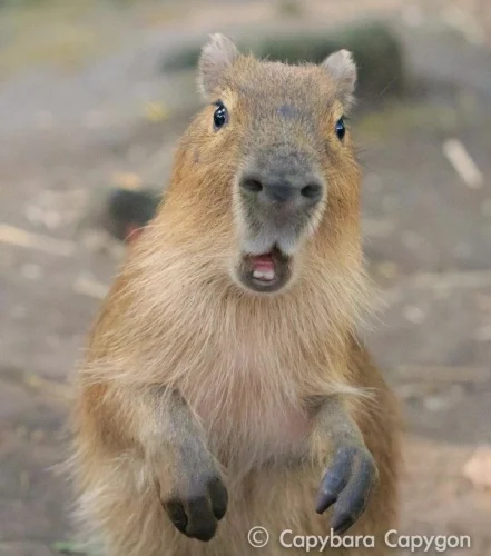 Meme capybara 31