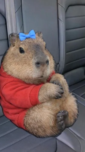 Meme capybara 34