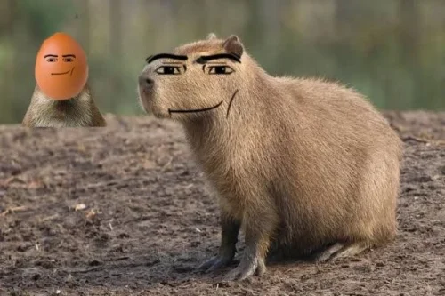 Meme capybara 36