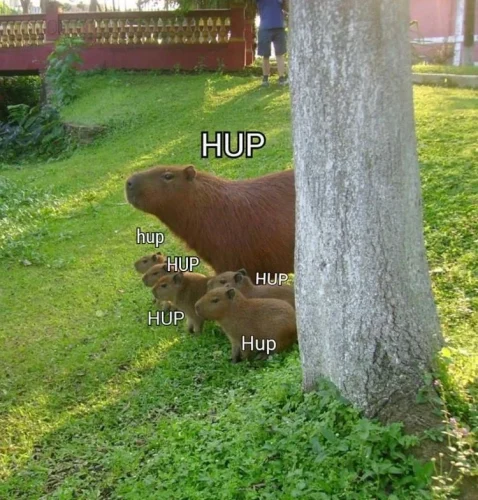 Meme capybara 37