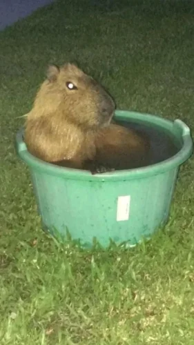 Meme capybara 43