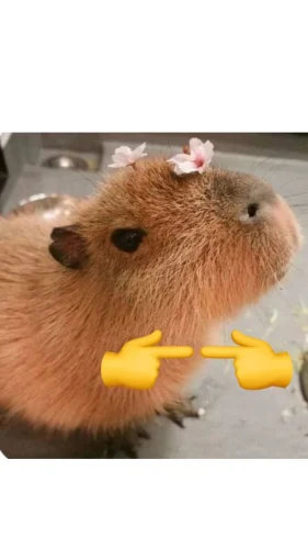 Meme capybara 44