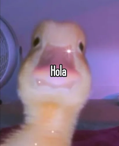 Meme chào hỏi 54