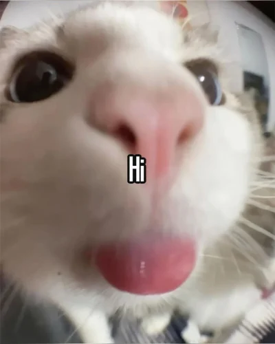 Meme chào hỏi 56