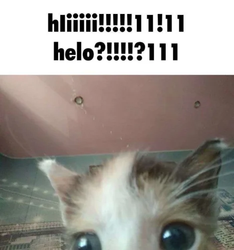 Meme chào hỏi 2