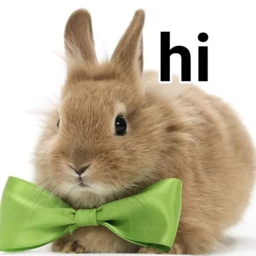Meme chào hỏi 19