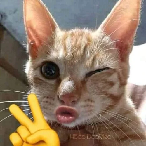 Meme chào hỏi 50