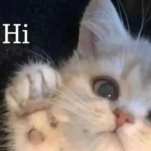 Meme chào hỏi 54