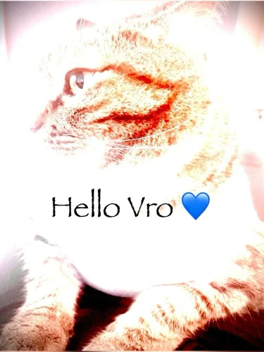 Meme chào hỏi 1