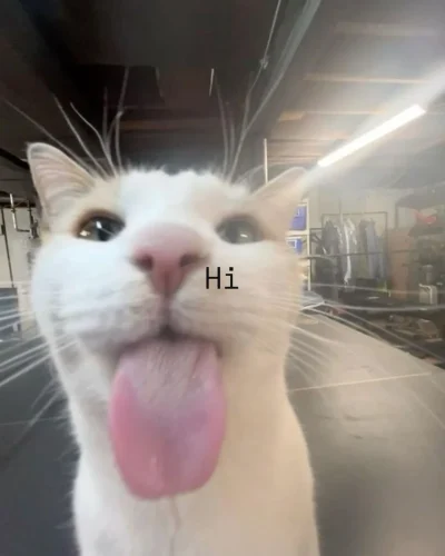 Meme chào hỏi 3