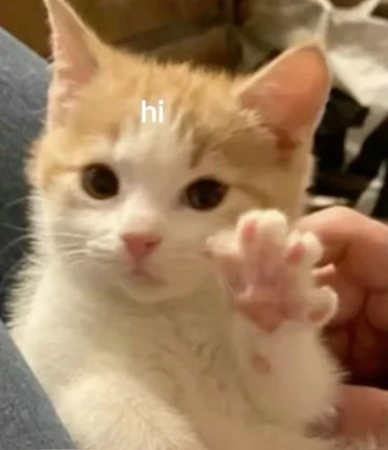 Meme chào hỏi 12