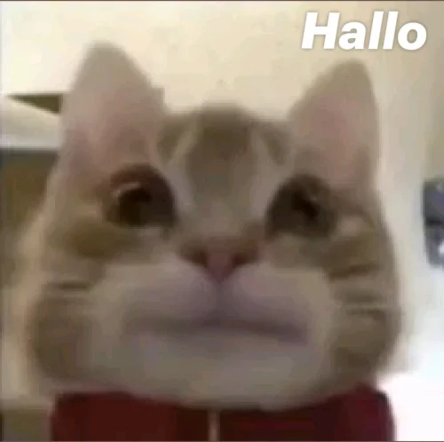 Meme chào hỏi 31