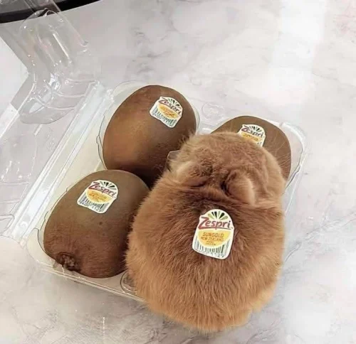 Meme chào hỏi 2