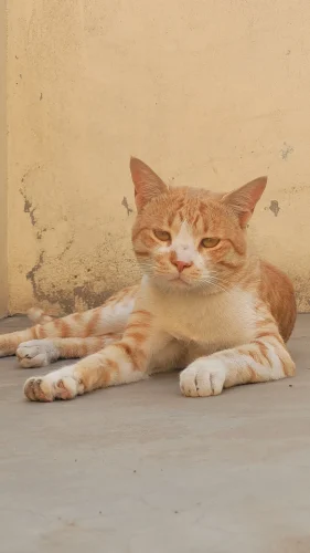 Meme chat 30