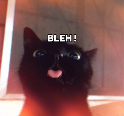 Meme chat 19
