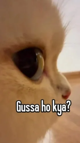Meme chat 20