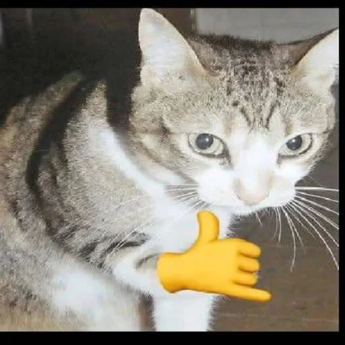 Meme chat 21
