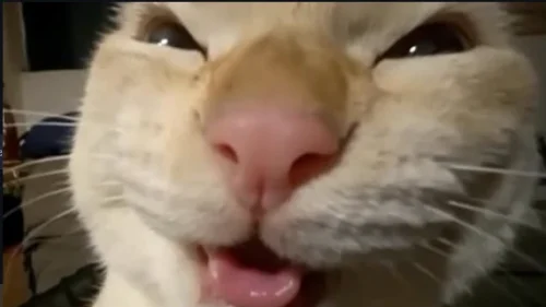 Meme chat 22