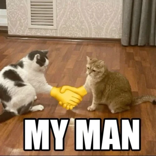Meme chat 23