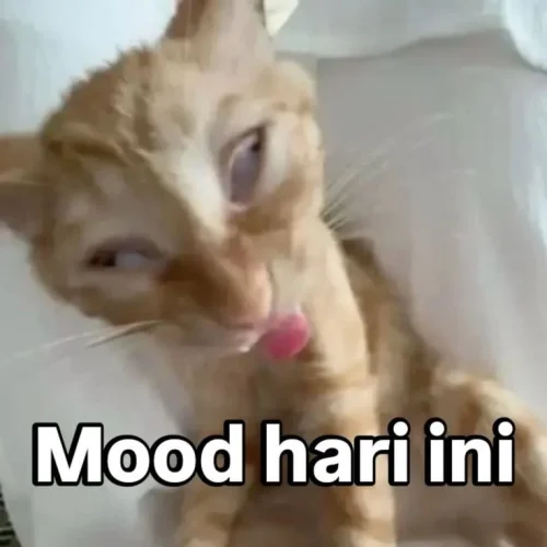 Meme chat 24