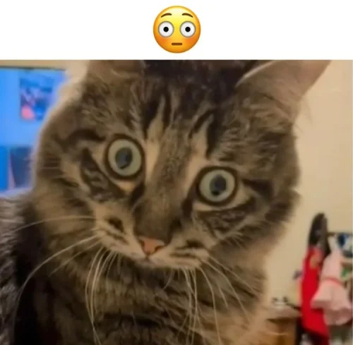Meme chat 25