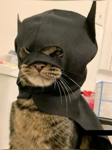 Meme chat 26