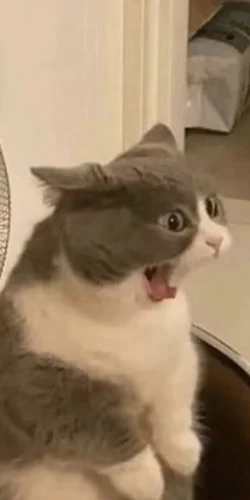 Meme chat 27