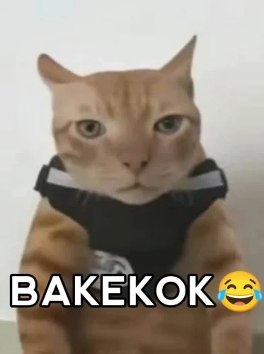 Meme chat 32
