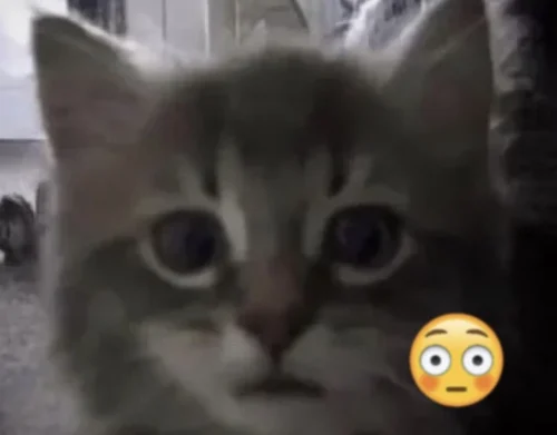 Meme chat 33