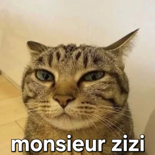 Meme chat 34