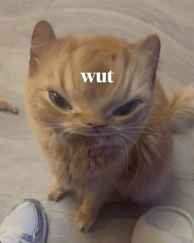 Meme chat 37