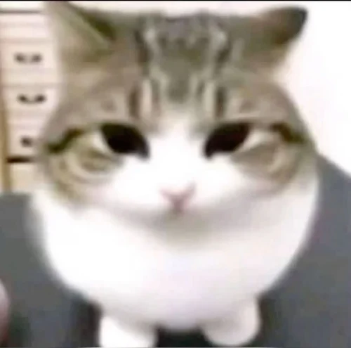 Meme chat 38