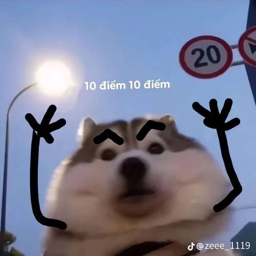 Meme chó 37
