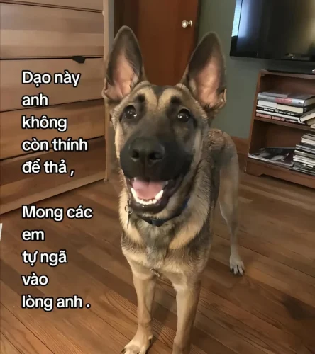 Meme chó 38