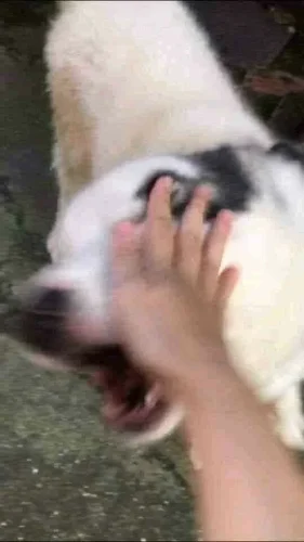 Meme chó 43
