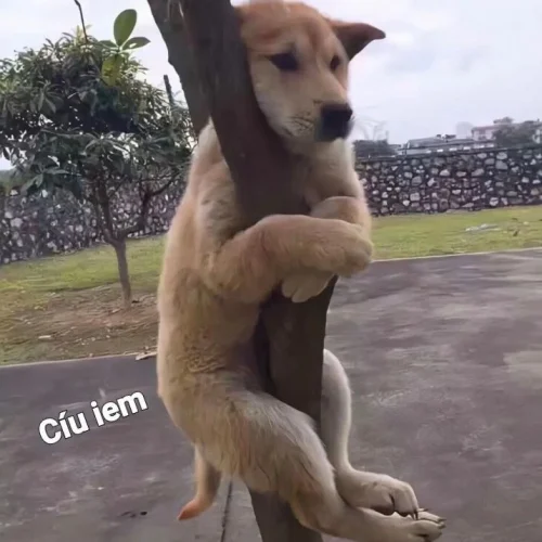Meme chó 44