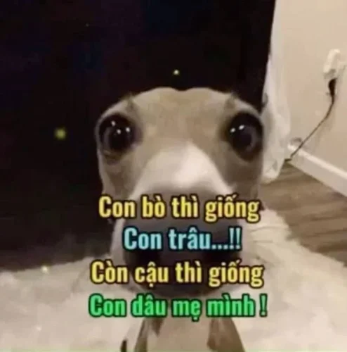 Meme chó 47