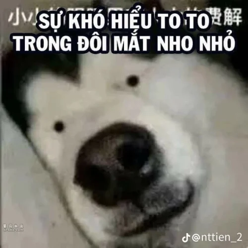 Meme chó 48