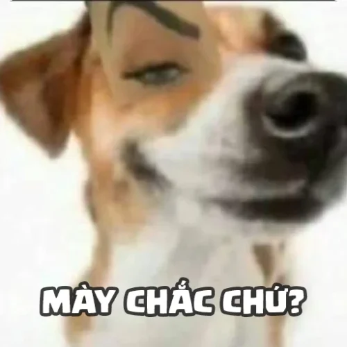 Meme chó 51
