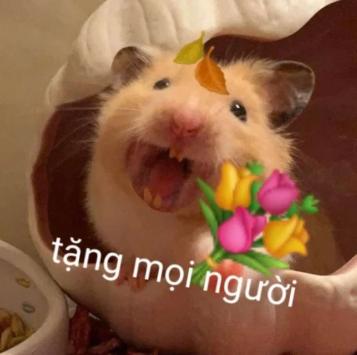 Meme chuột 60