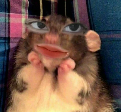 Meme chuột 1