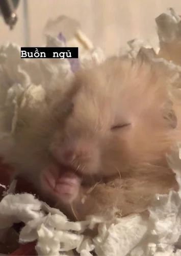 Meme chuột 3