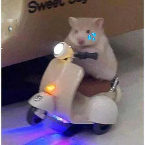 Meme chuột 4