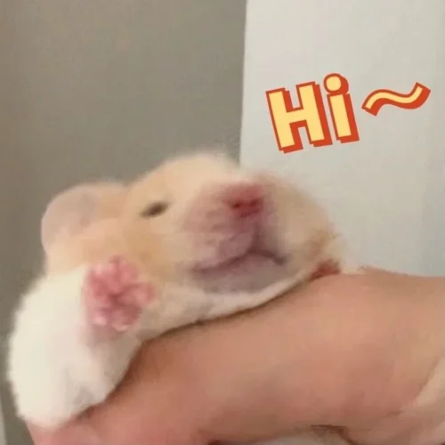 Meme chuột 9