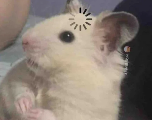 Meme chuột 10