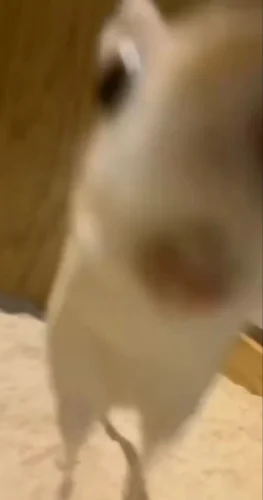 Meme chuột 13
